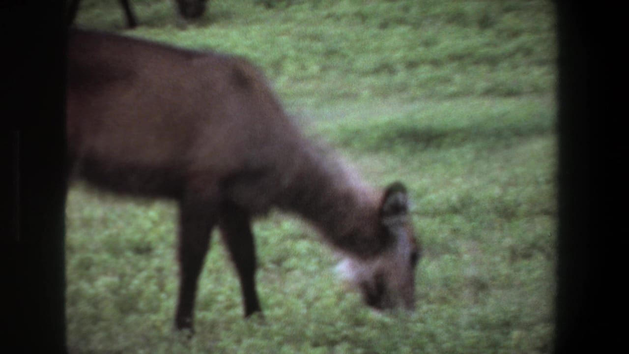 1969 Pretoria wildlife home-movie frame showing a brown antelope with its head lowered while grazing in green grass.