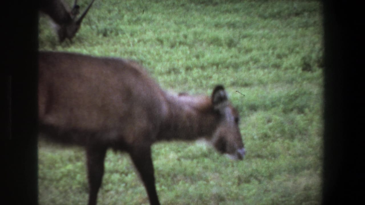Brown antelope walking across grass inside a soft-edged film frame.