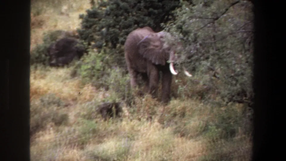 1969 Pretoria wildlife home-movie frame showing an elephant with visible tusks standing near trees and dry grass.