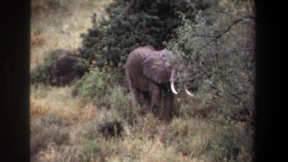 1969 Pretoria wildlife frame showing a tusked elephant near dense bushes, pale grass, and dark 8mm frame edges.