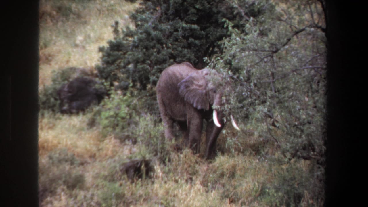 1969 Pretoria 8mm frame showing an elephant with white tusks standing in tall grass and brush.