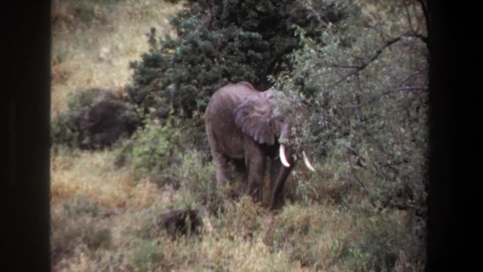 1969 Pretoria 8mm frame showing an elephant with white tusks standing in tall grass and brush.