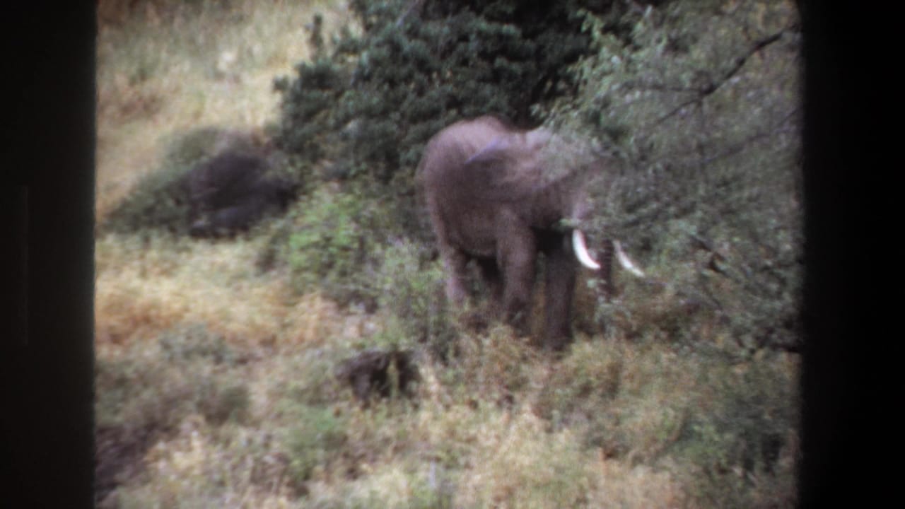Elephant near shrubs with tusks visible against grass and trees.