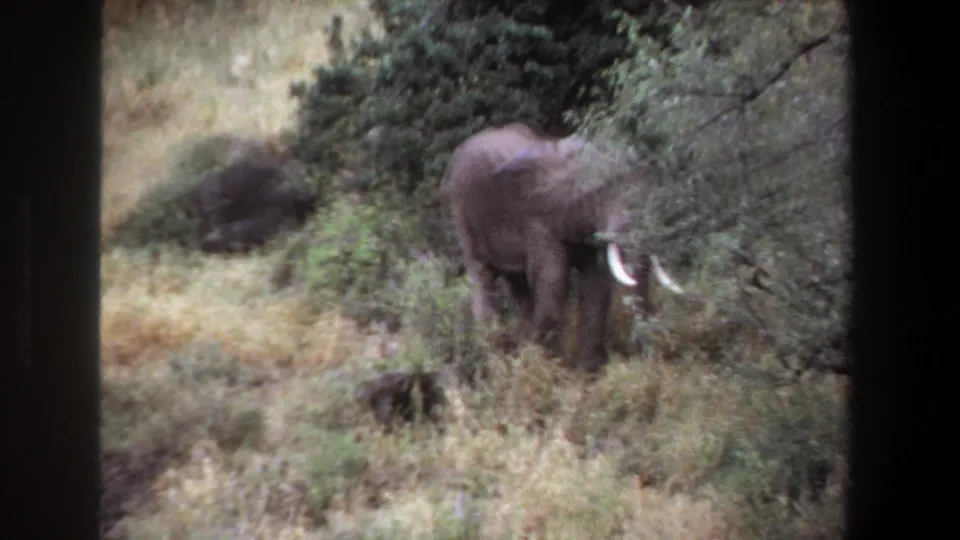 1969 Pretoria home-movie frame of an elephant beside dense shrubs, with tusks and ear shape visible.