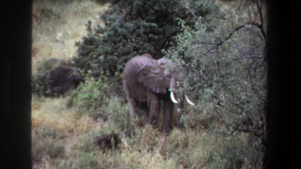 1969 Pretoria 8mm frame showing an elephant partly facing the camera from behind savanna shrubs.