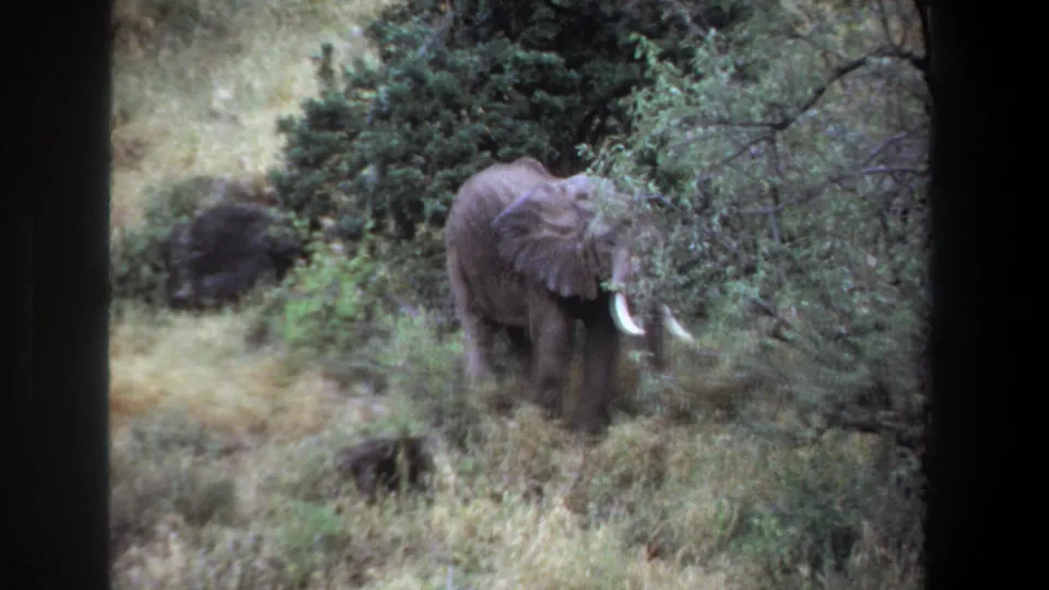 1969 Pretoria home-movie frame with an elephant beside shrubs, ear spread and tusks visible.