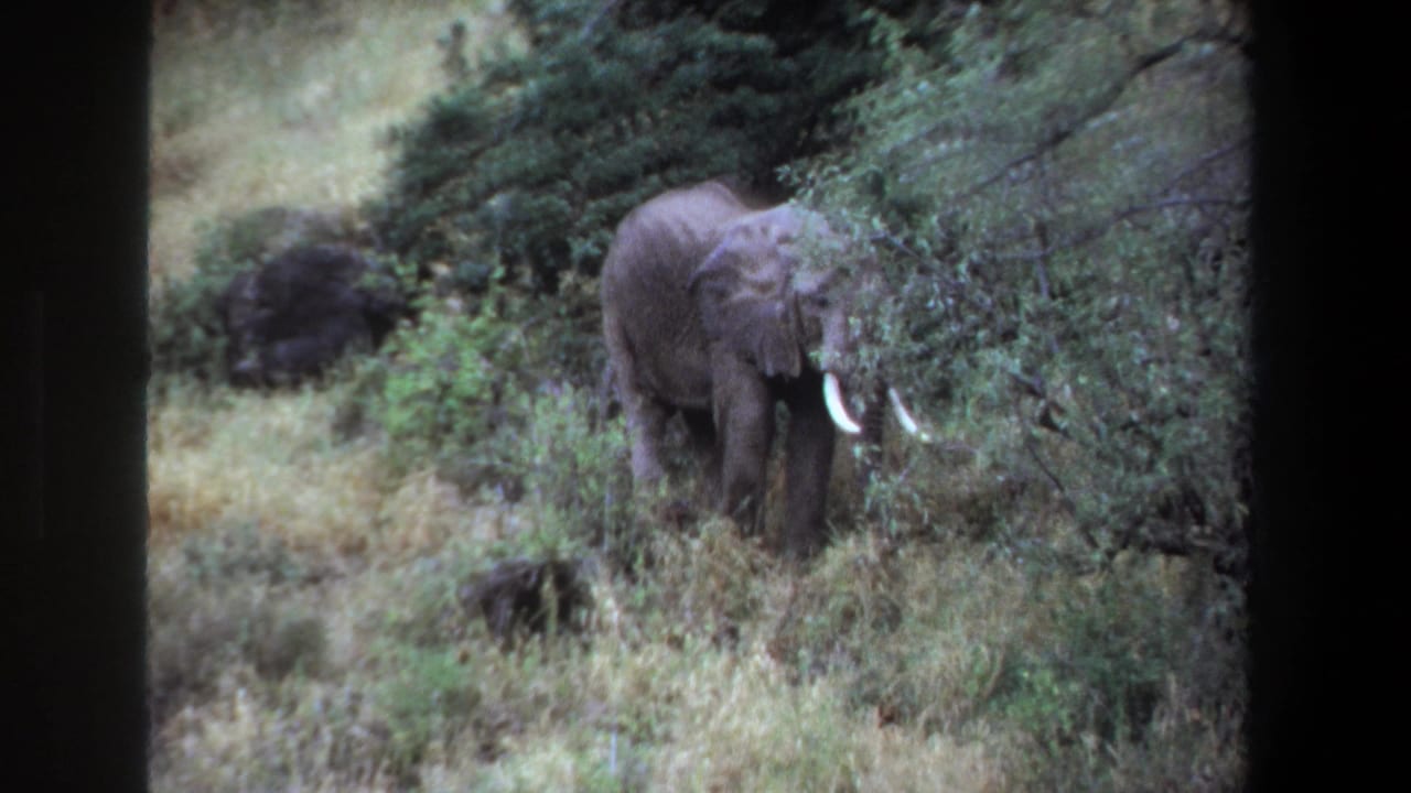 1969 Pretoria 8mm frame showing a tusked elephant partly behind shrubs, feeding in grassy bushland.