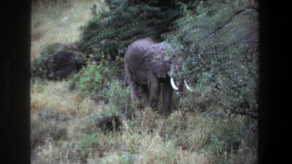 1969 Pretoria 8mm frame showing a tusked elephant partly behind shrubs, feeding in grassy bushland.