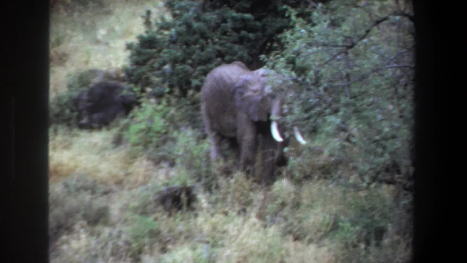 1969 Pretoria archival frame showing an elephant browsing in grass, partly obscured by foreground shrubs.