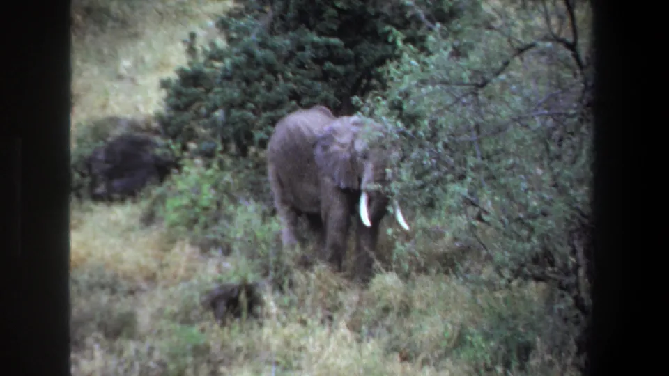 1969 Pretoria 8mm frame with a tusked elephant partly hidden by leafy shrubs in grassy bushland.