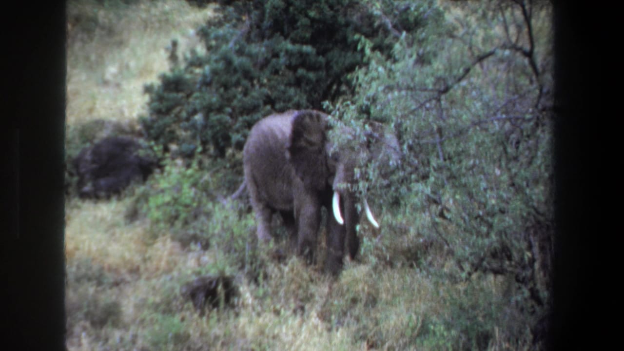 1969 Pretoria-area 8mm frame showing a tusked African elephant partly obscured by shrubs in tall grass.