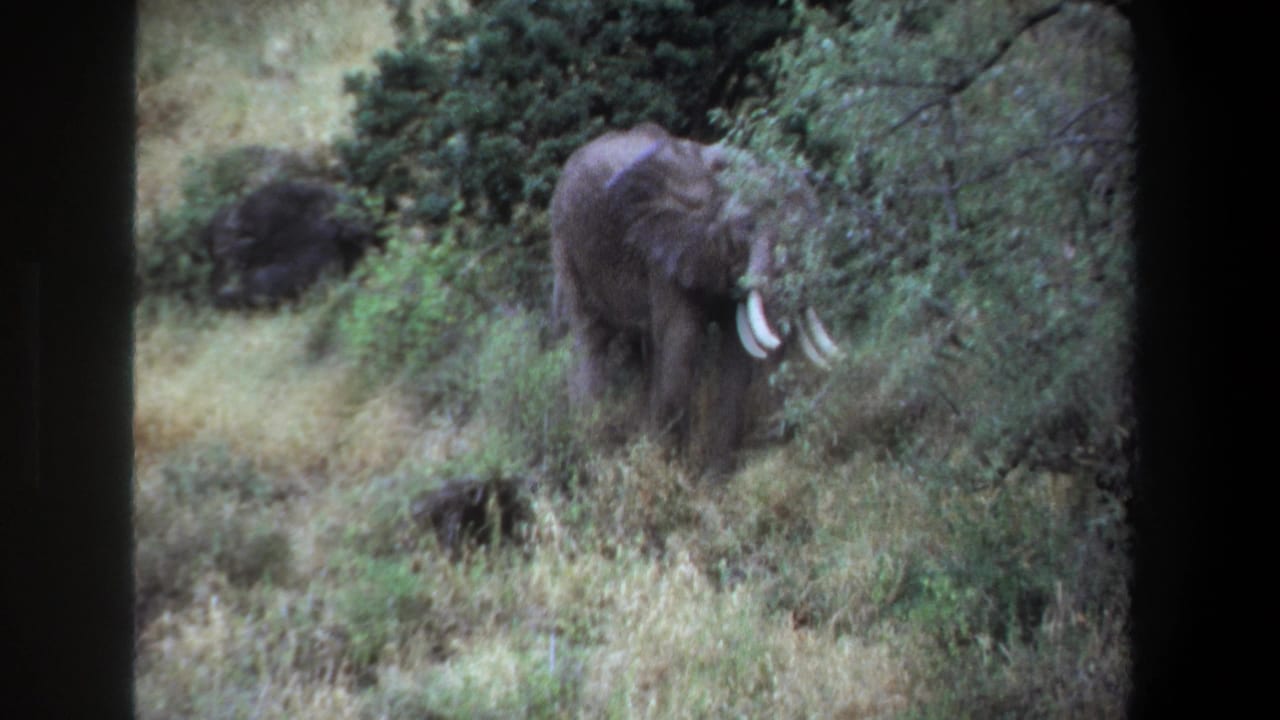 Elephant with white tusks feeding beside dense brush and grass.