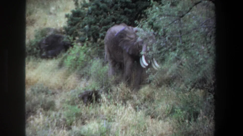 1969 Pretoria-area wildlife frame with a grey elephant using its trunk near bushes in a grassy setting.