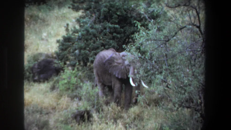 8mm home-movie frame from the supplied 1969 Pretoria clip showing a tusked elephant partly hidden by vegetation.