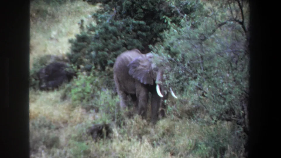 1969 Pretoria-area frame showing a tusked elephant standing in brush and tall grass, filmed in soft 8mm color.