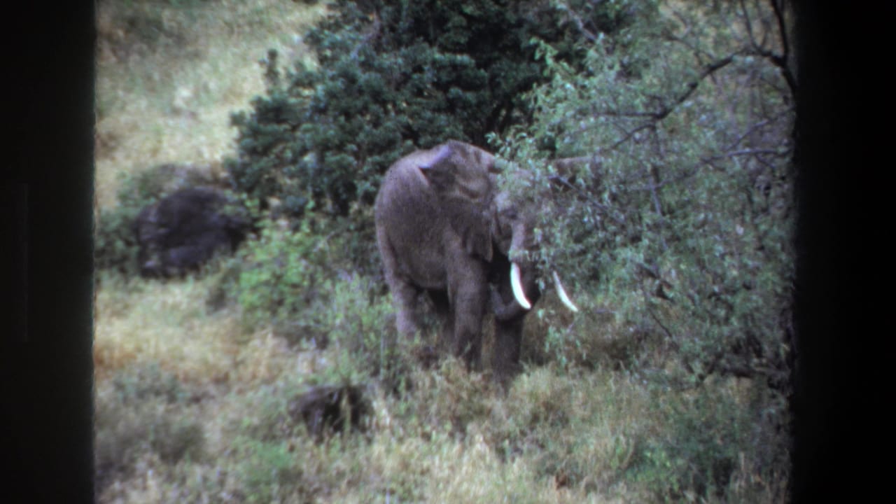 1969 Pretoria 8mm frame showing an elephant with white tusks partly surrounded by tall grass and green bush.