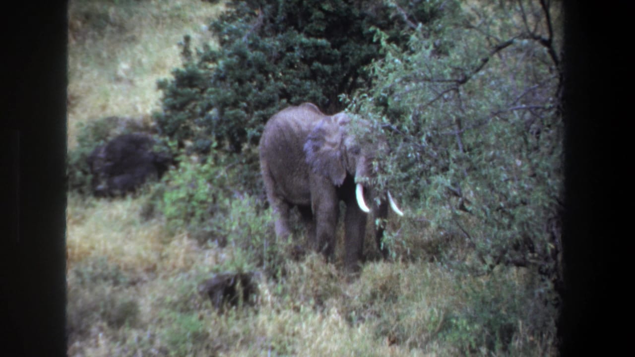 Elephant facing forward near a leafy bush with tall grass around it.