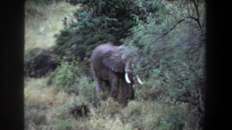 1969 Pretoria 8mm frame with a tusked elephant partly hidden by brush and surrounded by tall grass.