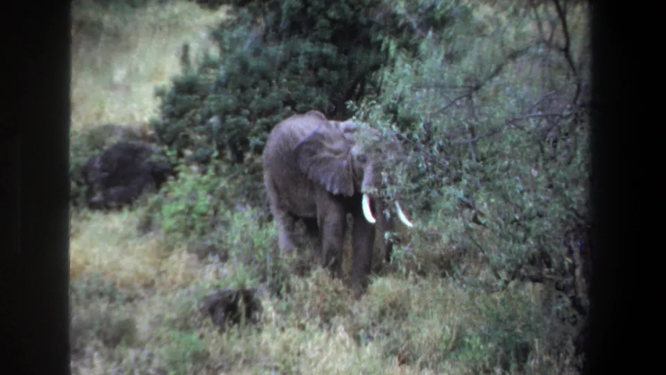 1969 Pretoria home-movie frame showing a tusked elephant beside dense foliage, apparently browsing in tall grass.