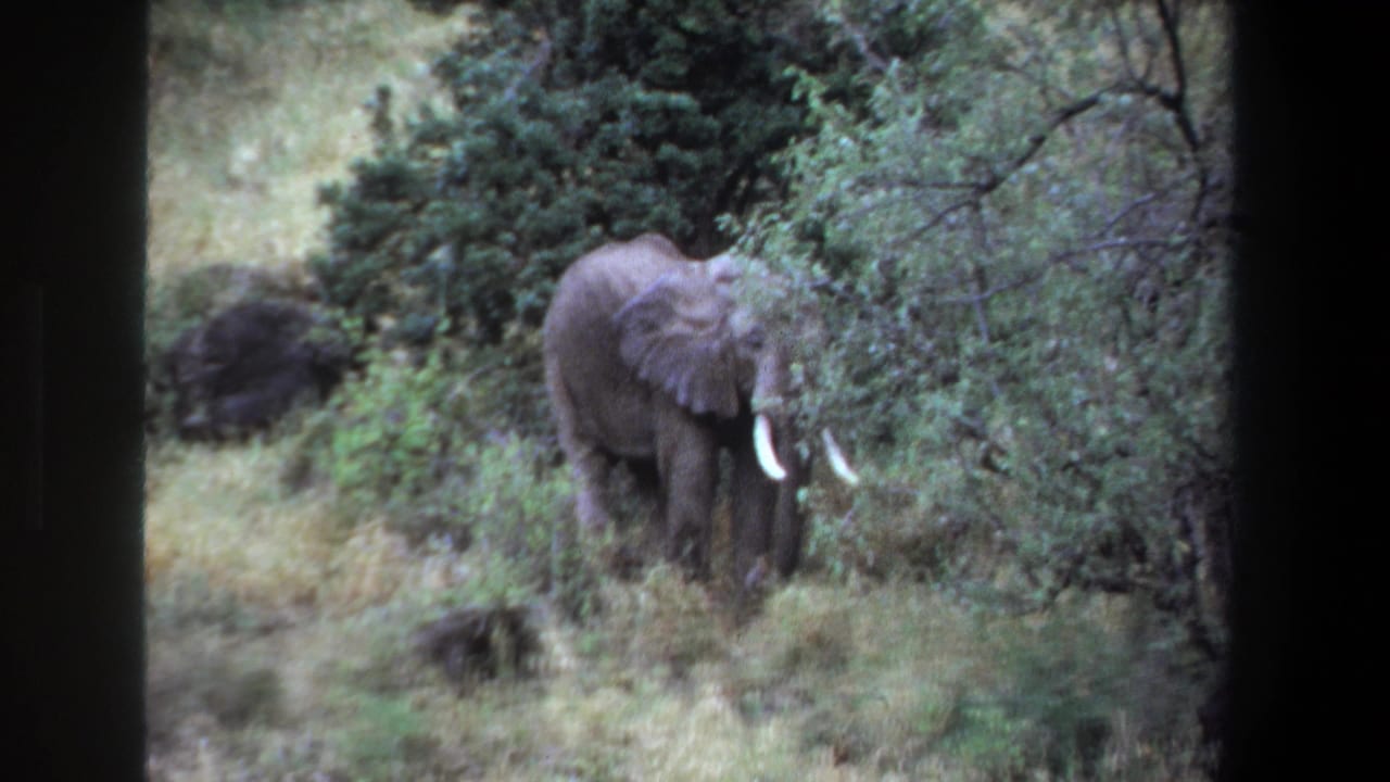 1969 Pretoria home-movie frame showing an elephant with large ears and tusks feeding near shrubs in a bush setting.