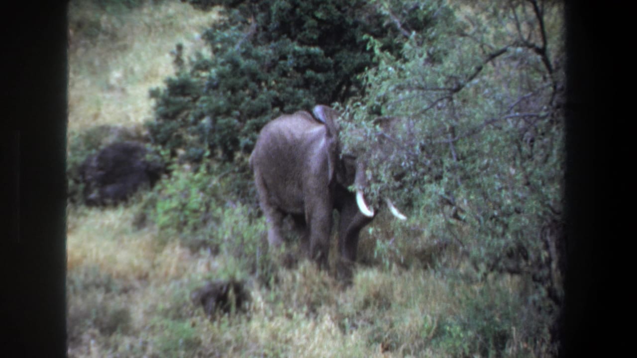 Elephant partly turned into shrubs with tusks visible through foliage.