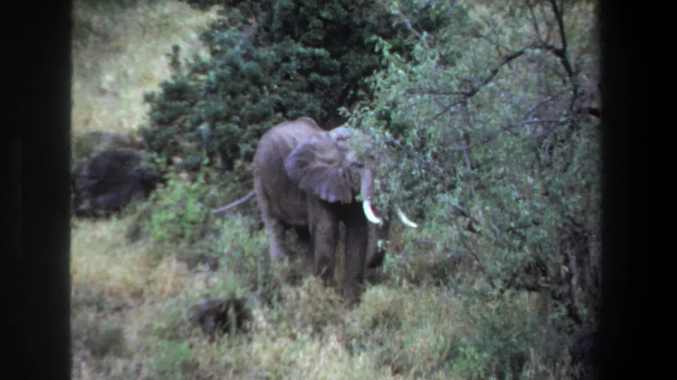 1969 Pretoria home-movie still showing a tusked elephant in tall grass, framed by shrubs and trees in a natural setting.