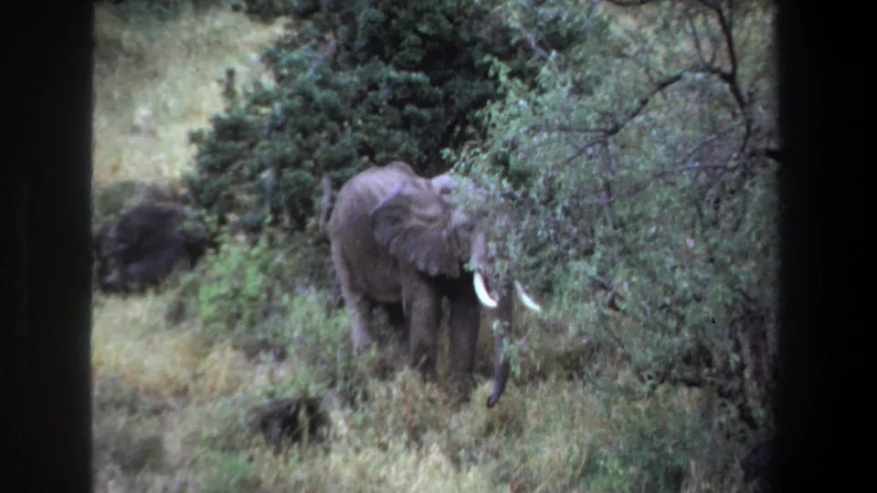 1969 Pretoria frame showing an elephant using its trunk near leafy brush while standing in tall grass.