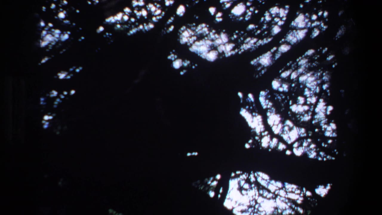 High-contrast 1969 Pretoria 8mm frame looking upward through dark tree canopy toward bright sky.