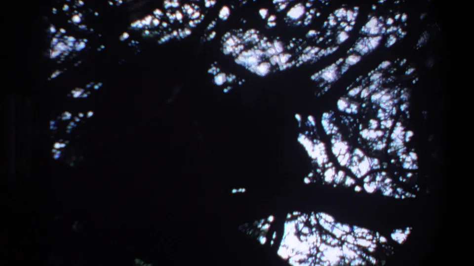 High-contrast 1969 Pretoria 8mm frame looking upward through dark tree canopy toward bright sky.