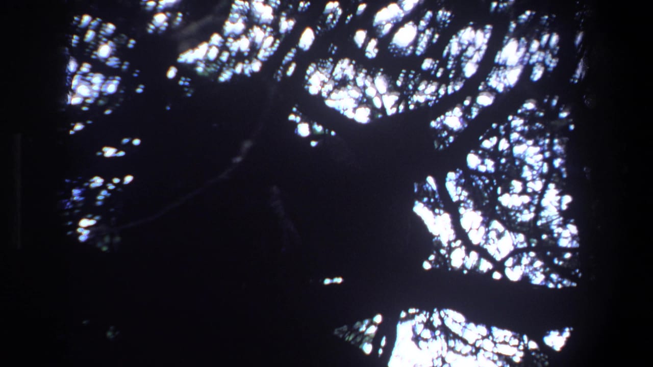 Dense leafy canopy and dark trunk shapes with bright sky behind them.