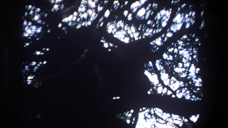 Upward handheld view through tree branches and leaves in the Pretoria 1969 home-movie footage.
