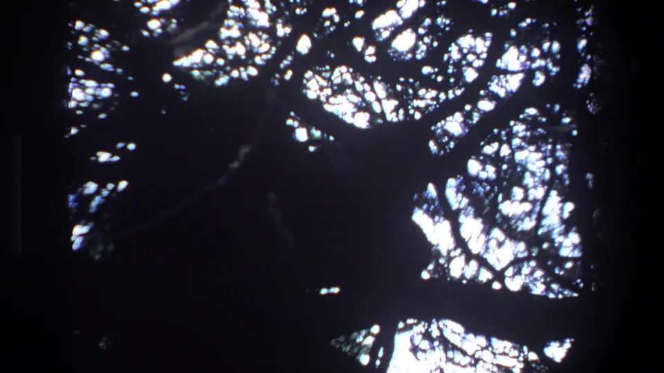 Archival 8mm canopy cutaway from Pretoria, with branches and leaves silhouetted against sunlit sky.