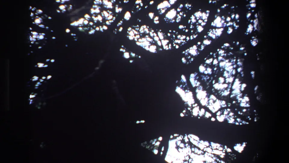Late-frame Pretoria 1969 8mm view of a dark tree canopy with bright sky showing through leaves.