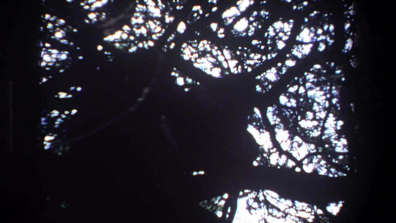 1969 Pretoria 8mm frame showing a shadowed forest canopy from below, with sunlight breaking through dense branches.