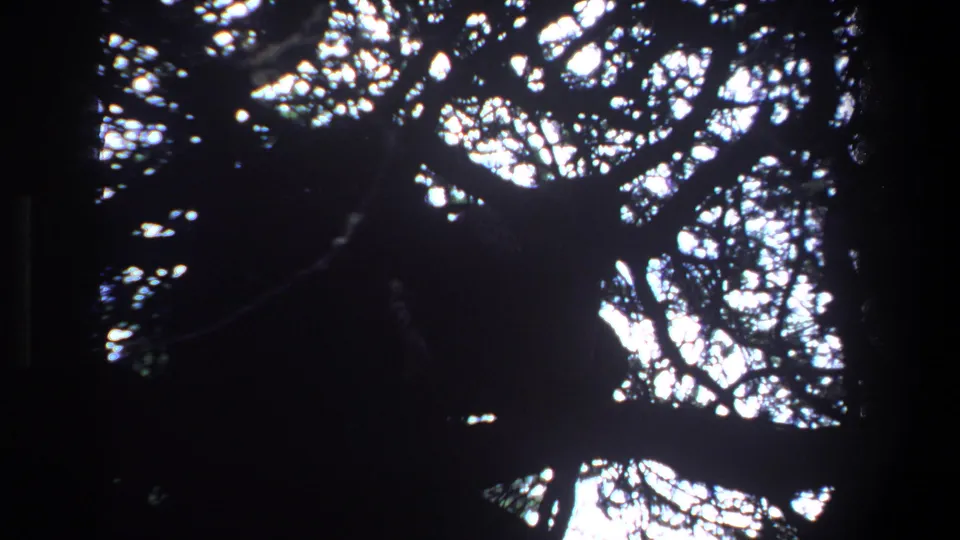 1969 Pretoria 8mm frame showing a shadowed forest canopy from below, with sunlight breaking through dense branches.