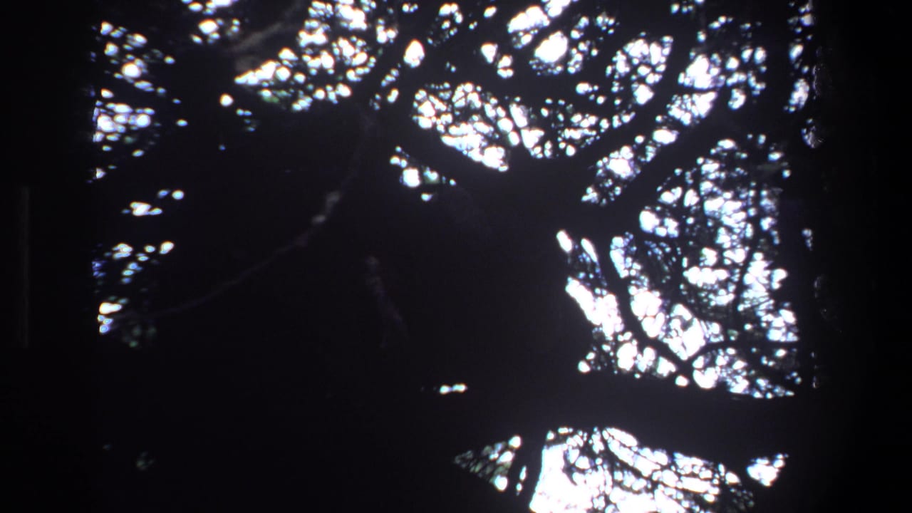 1969 Pretoria home-movie frame with silhouetted branches and leaves against bright patches of sky.