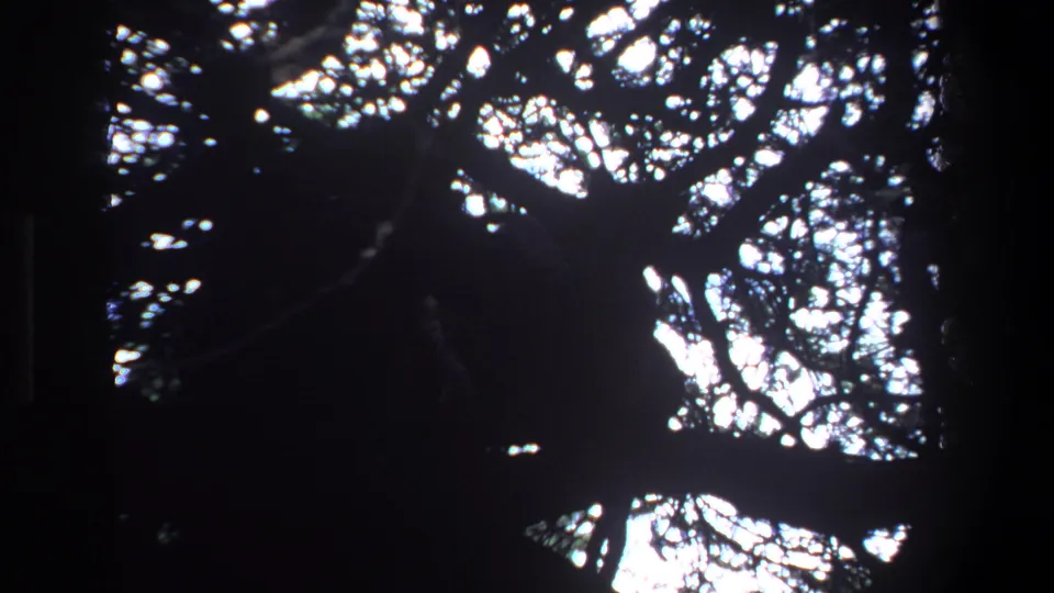 1969 Pretoria home-movie frame with silhouetted branches and leaves against bright patches of sky.