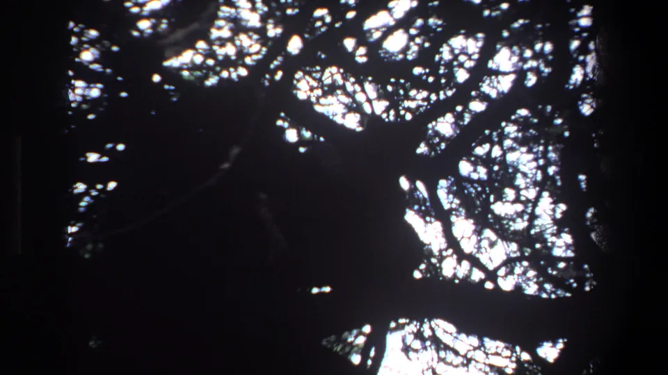1969 Pretoria 8mm frame showing dense tree limbs and foliage with small openings of bright sky.