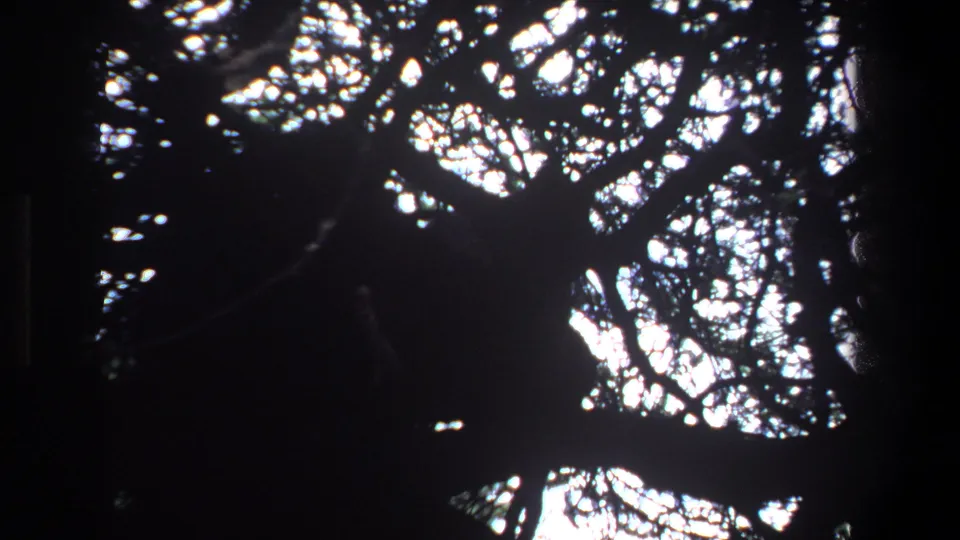1969 Pretoria home-movie frame of an overhead canopy, with silhouetted branches and dappled sky light.