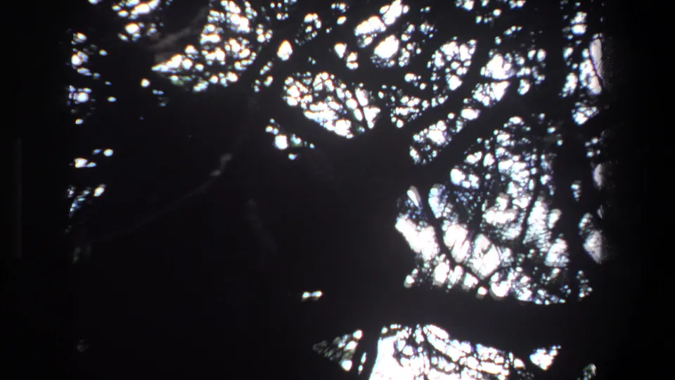 1969 Pretoria 8mm frame looking upward through silhouetted tree branches and bright sky gaps.