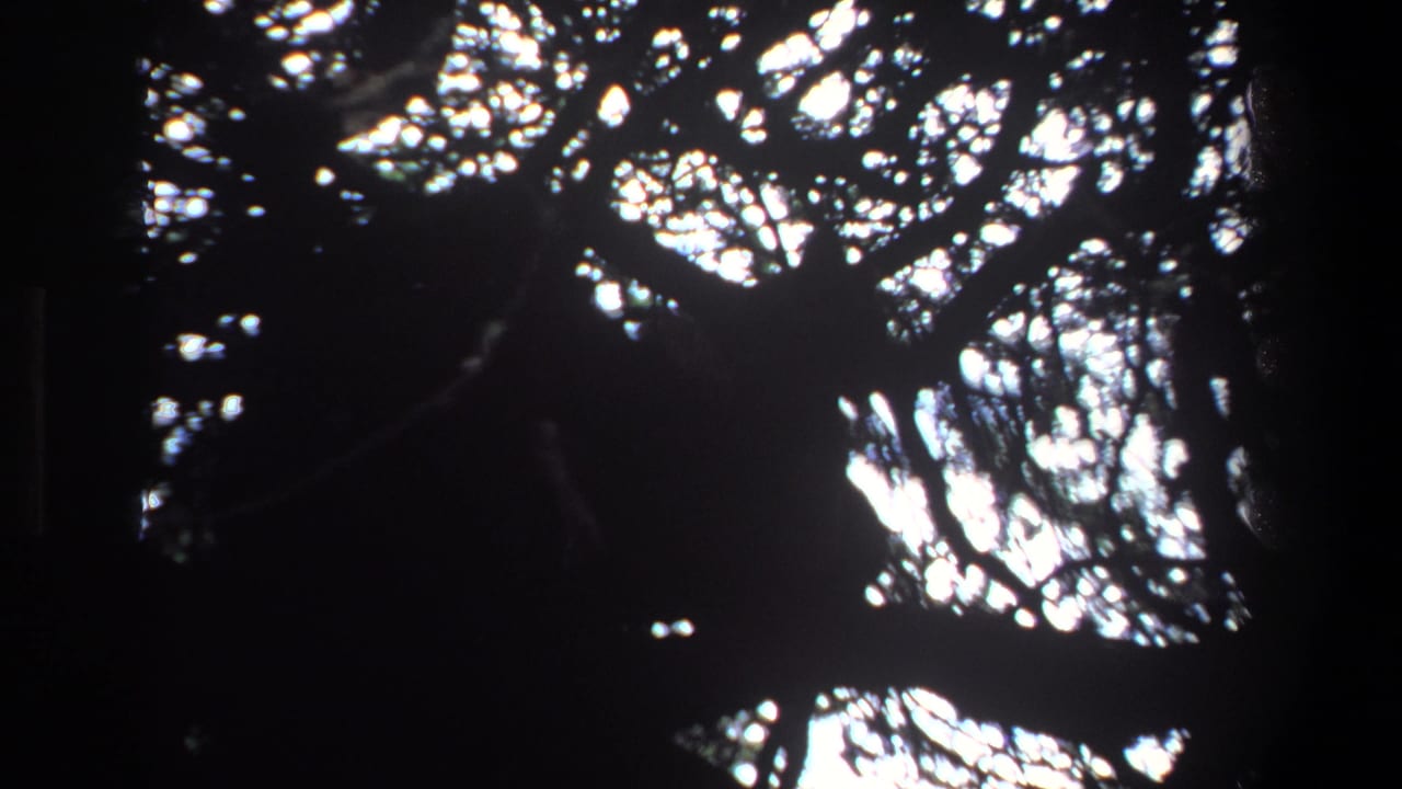 Silhouetted branches and leaves against bright sky.