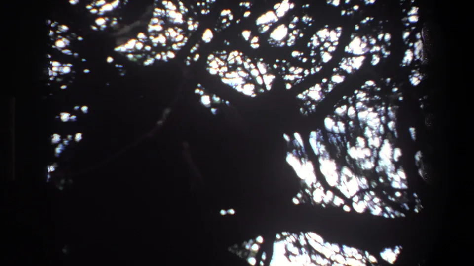 1969 Pretoria home-movie frame of dense branches and leaves silhouetted against filtered sunlight.