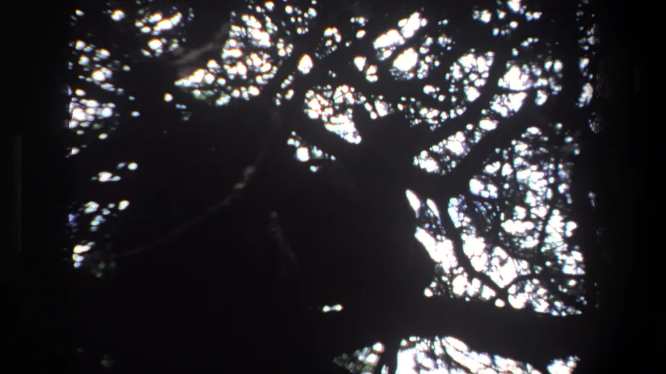 1969 Pretoria 8mm view from below a tree, with heavy shadow and bright openings in the canopy.