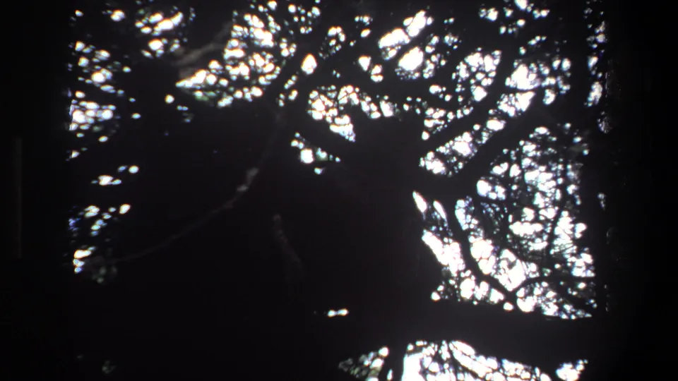 1969 Pretoria frame showing silhouetted branches and leaves with strong sunlight through the canopy.