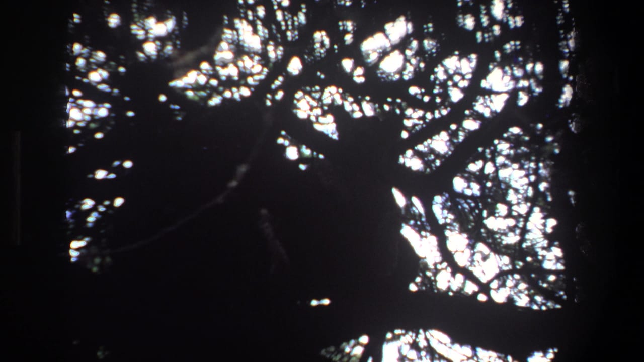 1969 Pretoria 8mm frame looking up into dense branches, where a dark animal shape appears partly hidden against bright sky.
