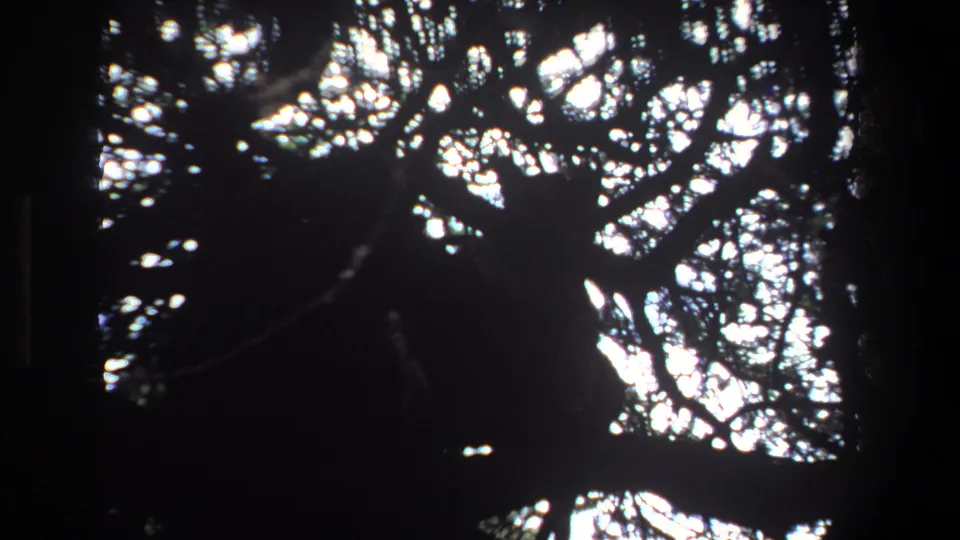 1969 Pretoria 8mm frame looking up into dense branches, where a dark animal shape appears partly hidden against bright sky.