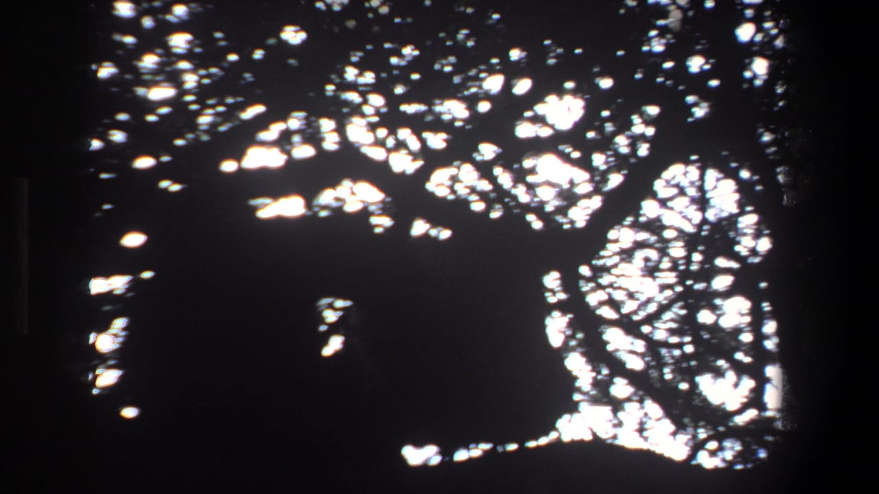 Large dark animal silhouette framed by branches and bright sky openings.