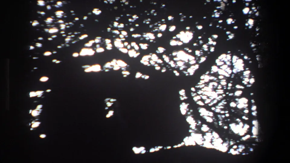 1969 Pretoria home-movie frame showing a mostly dark animal silhouette amid tree limbs and dense backlit foliage.