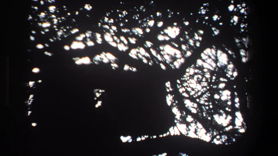 1969 Pretoria 8mm frame with a shadowed animal form low in the canopy, surrounded by bright sky and tangled branches.