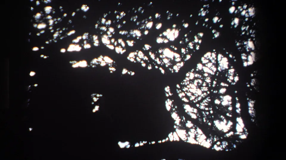 1969 Pretoria 8mm frame showing the animal still obscured in a tree, with heavy silhouette and bright sky behind the branches.